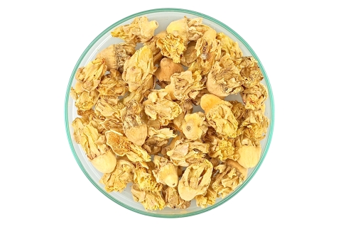 Opuncja Figowa Kwiat cactus flos